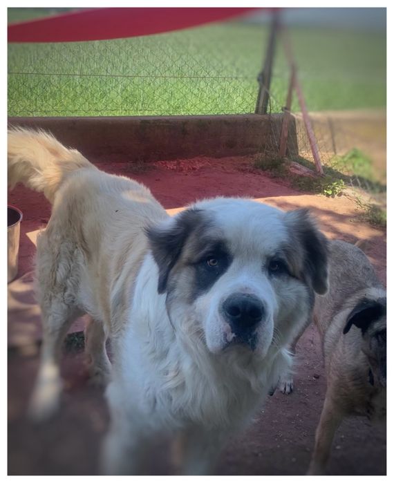 Do adopcji piękny Bernardyn Odys