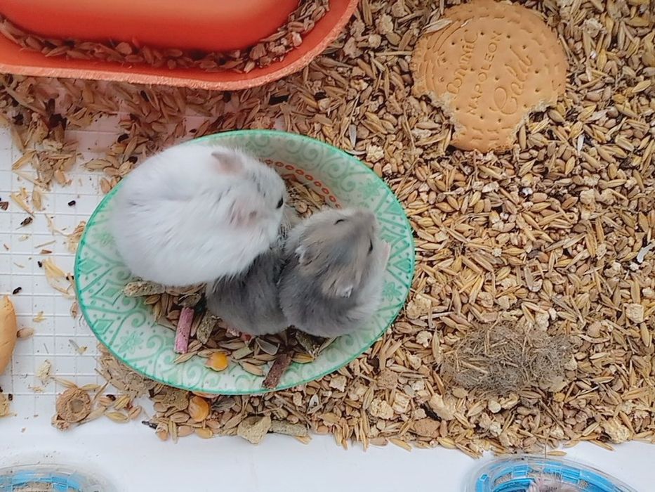 Хомячки Кременчуг