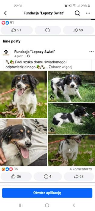 Fadi szuka świadomych opiekunów i cudownego domku