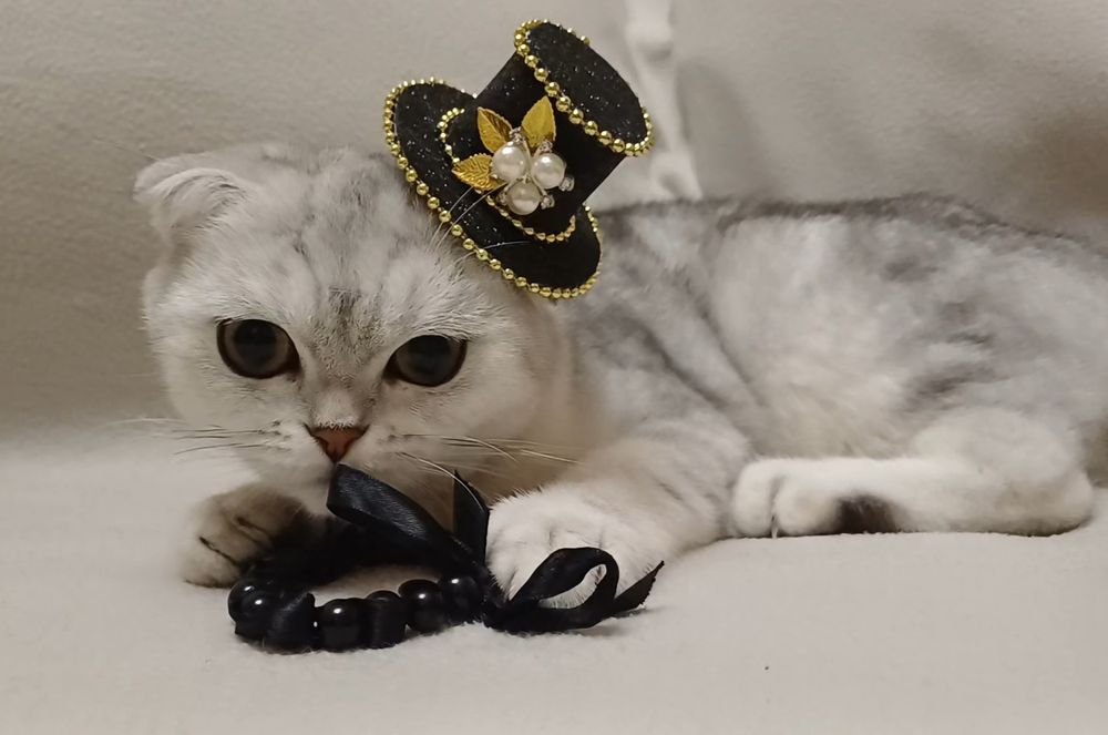 Чистокровна висловуха кішечка  Мілана