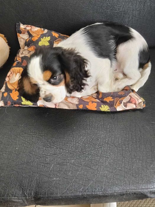 Vendo cachorro Cavalier King Charles