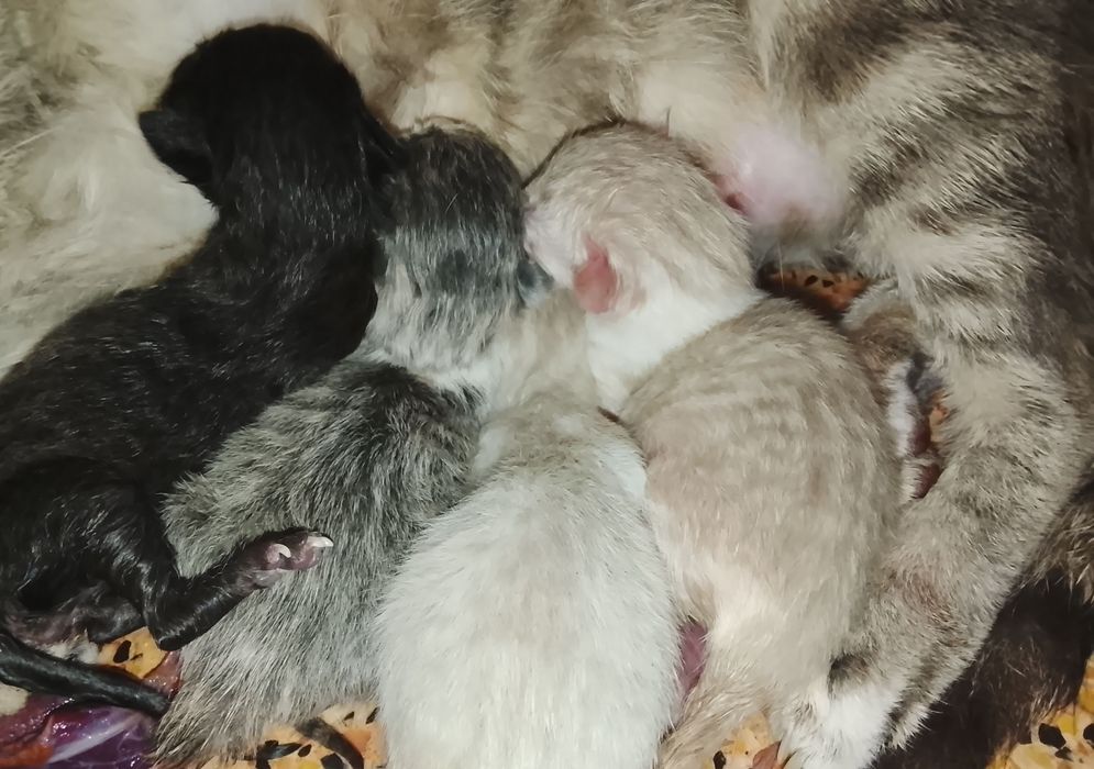 Gatos para adoção