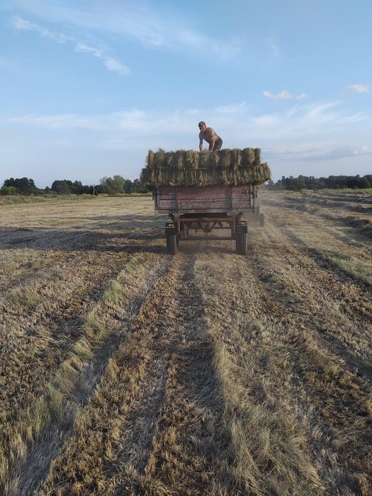 Сіно в тюках лугове
