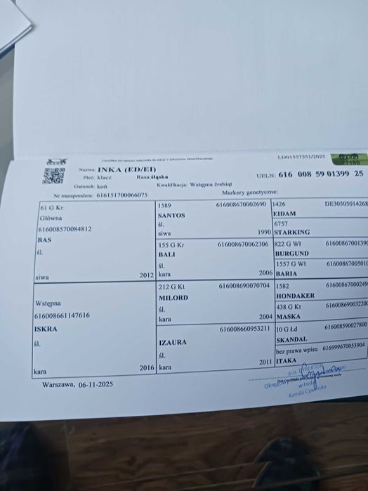 Klaczka rasy Śląska