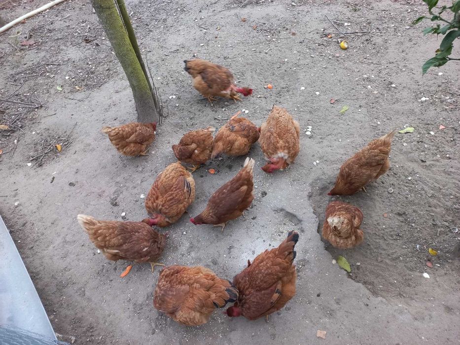 Vendo  ovos caseiros