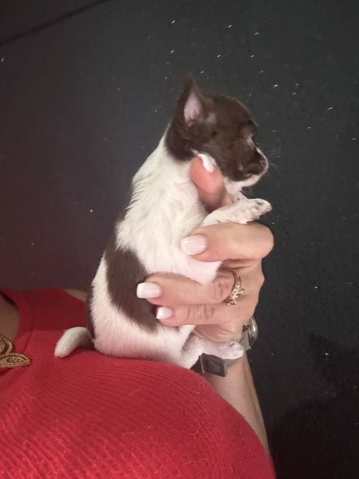 Menina  Chihuahua  lindissima “ de bolso.