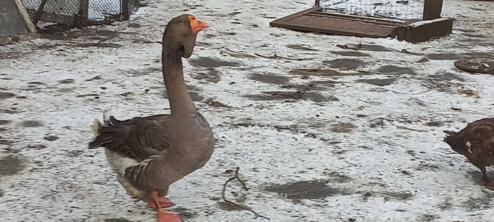 Gęsi Chołmogory sprzedam