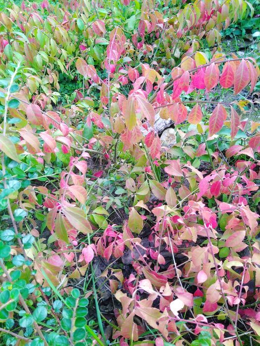 5 sztuk Sadzonki Trzmieliny Oskrzydlonej