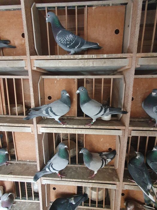 Gołębie pocztowe.