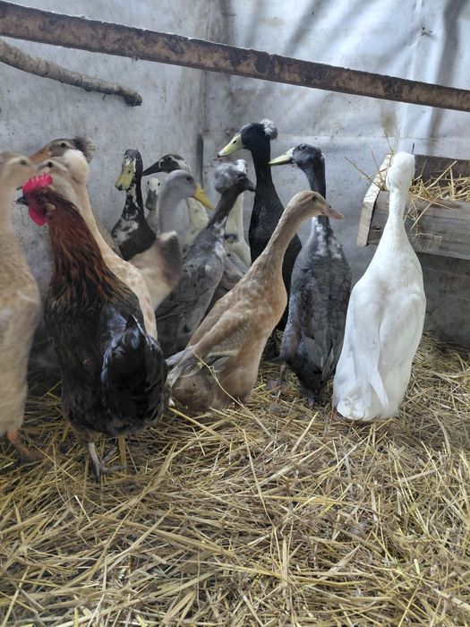 Sprzedam biegusy czubate i zwykłe