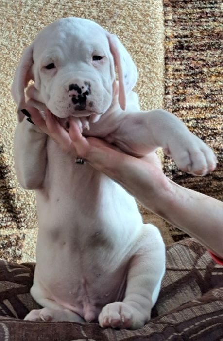 Щенки ,,Аргентинский дог,,