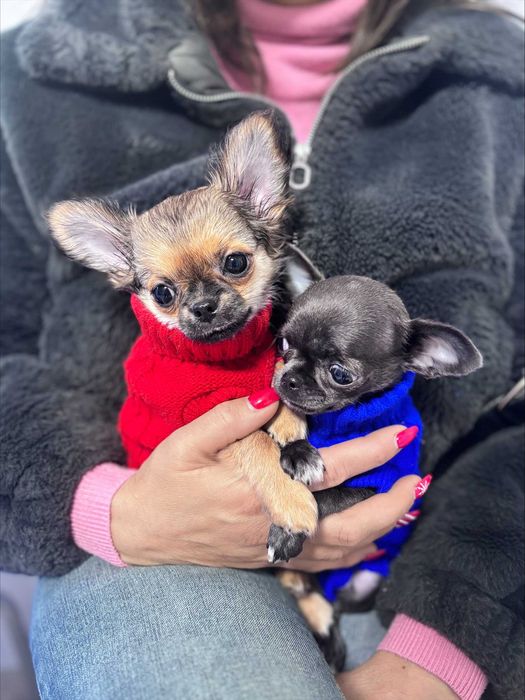 Chihuahua River Wolf's