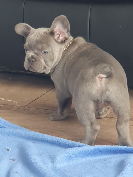 Buldog francuski/uroczy piesek