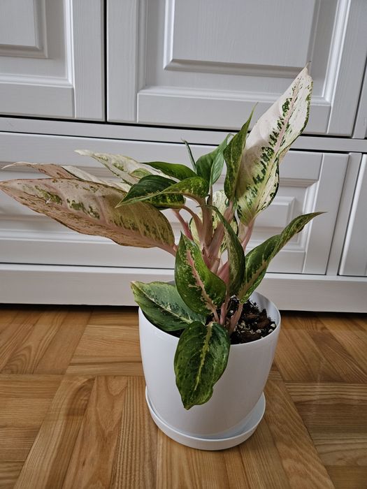 Aglanonema chartreuse pręty frozen