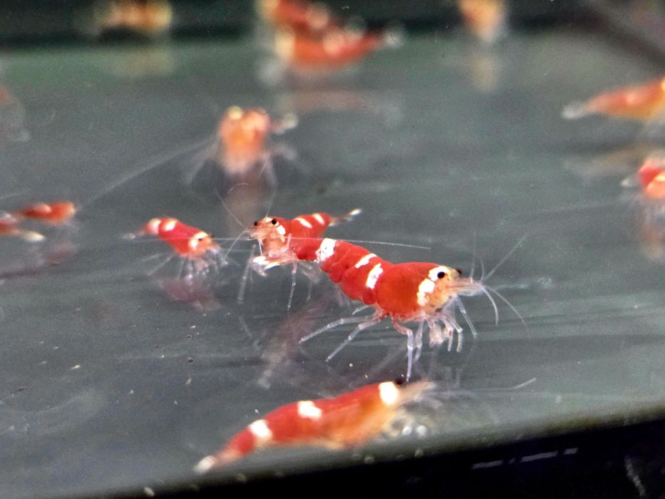 Krewetka caridina super crystal red