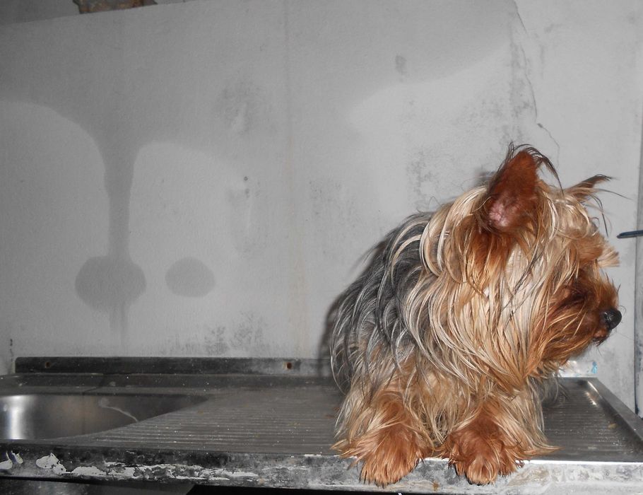 Yorkshire terrier Miniatura