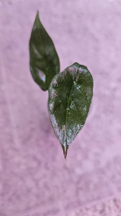 Алоказия Детки разные сорта