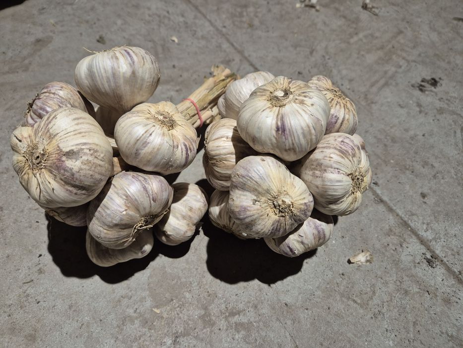 Czosnek harnaś (6,6.5,7cm)