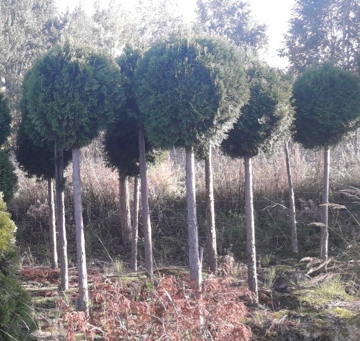 Formowane na pniu różnej wysokości  tuje I cyprysiki