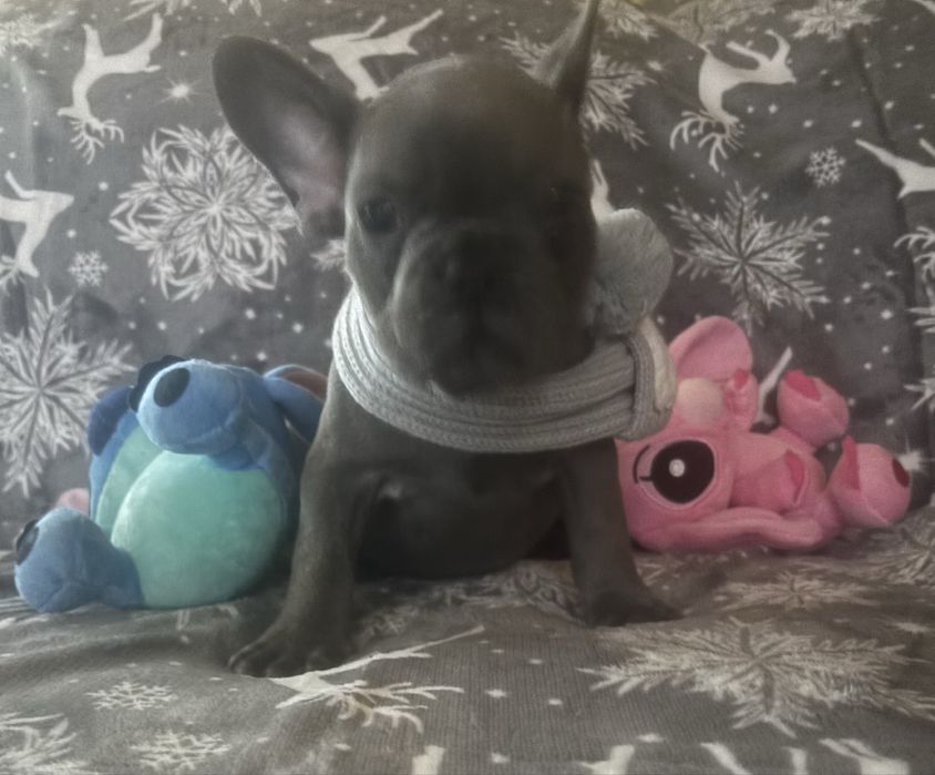 Niebieski buldog francuski samczyk