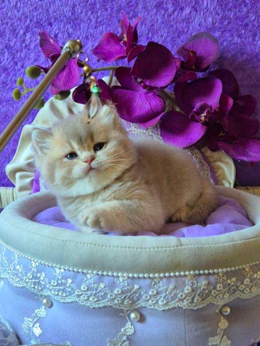 Британський хлопчик Рей Лілове золото