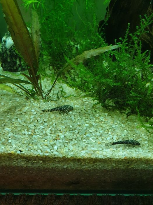 Zbrojnik pospolity, złoty, glonojad