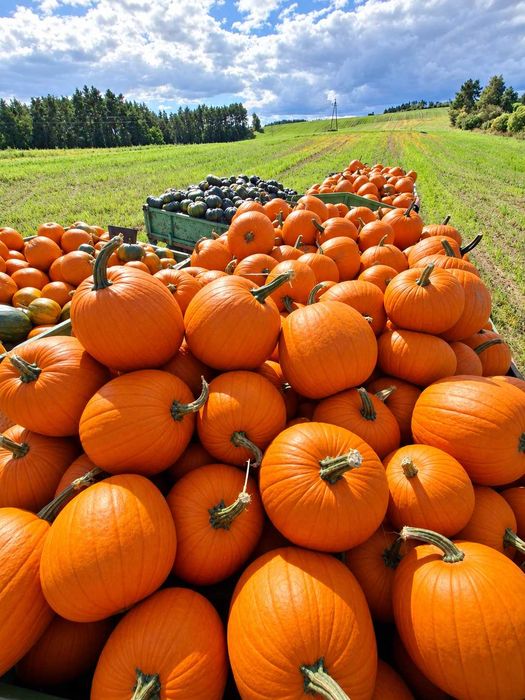 Dynia dynie Hallowen