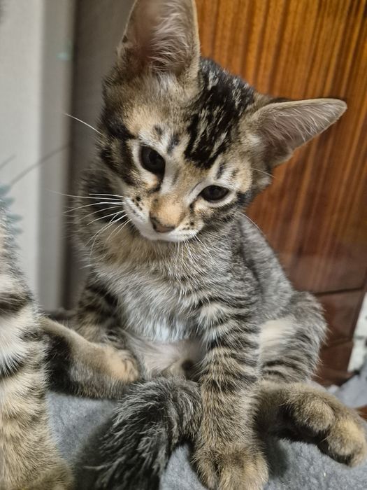 Абісінські коти . Кіт .