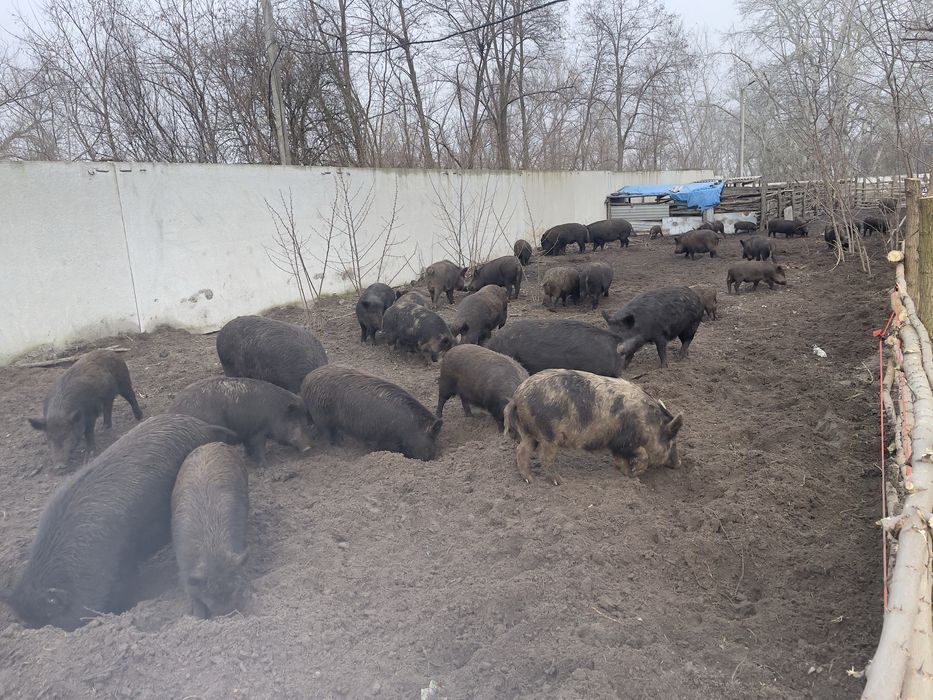 Продам кобанчики, поросята від дикої свині для розведення.