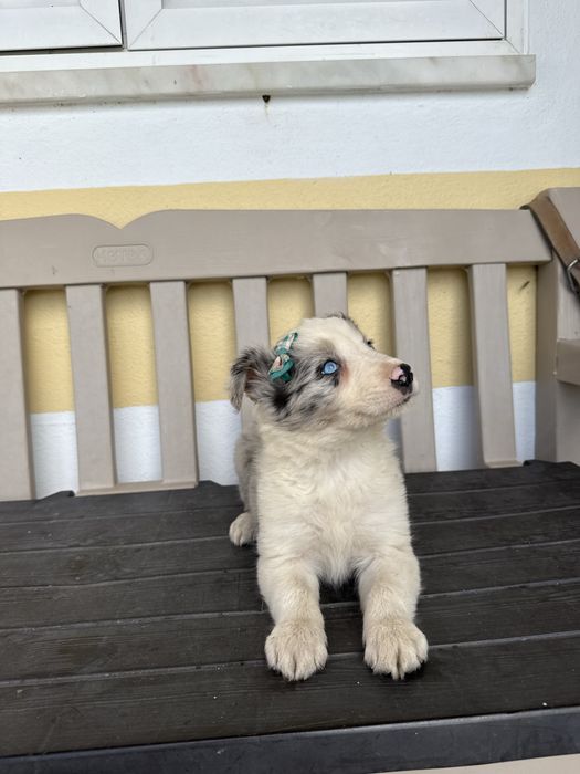 Border Collie Femea Merle linda com olhos azuis