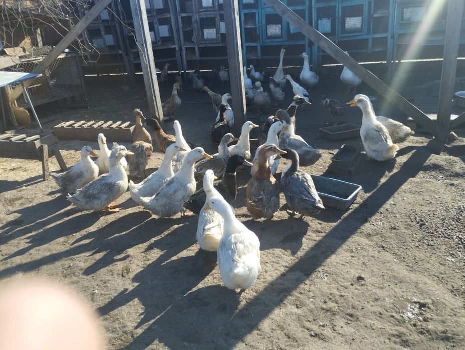 Продам молодняк качок.