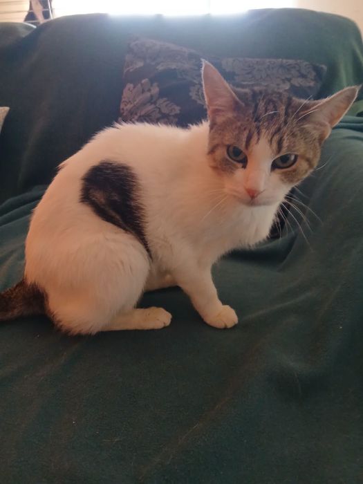 Gata para adoção responsável