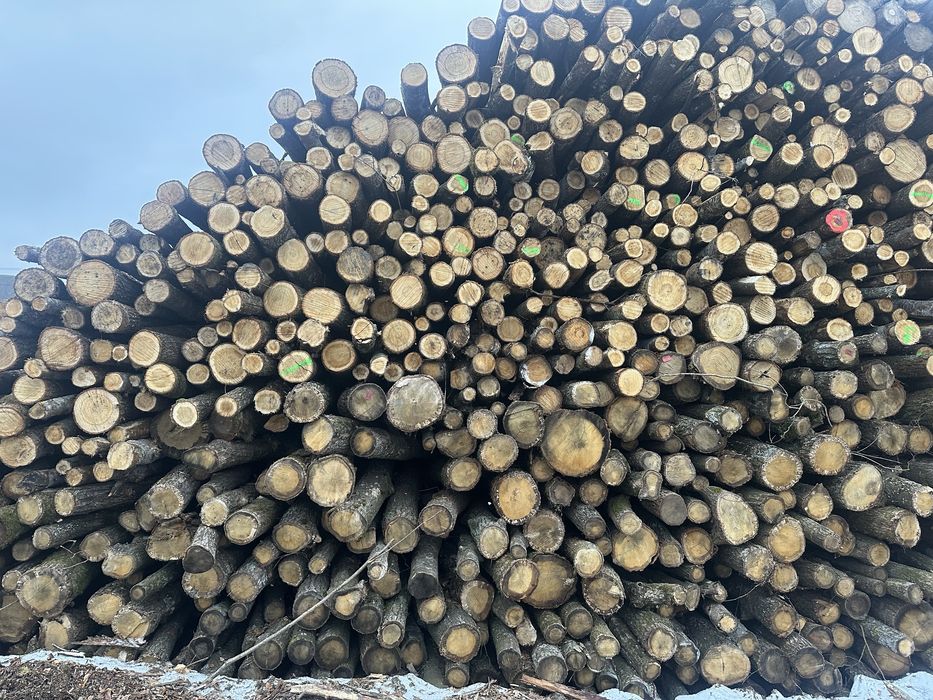 Drewno opsłowe Olcha Brzoza