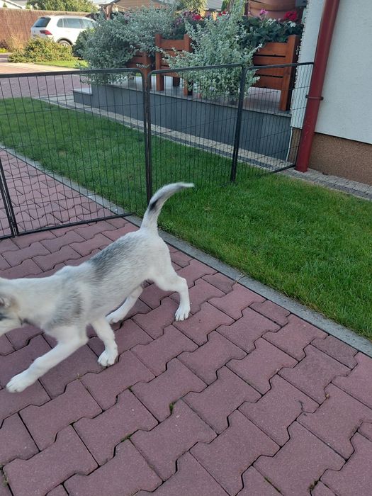 Siberian Husky blekitnoki