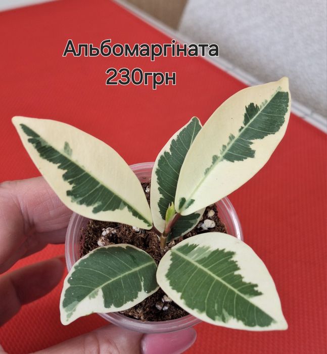 Фікус Альбомаргіната,Шриверіана,  ціна по 230 грн кожен