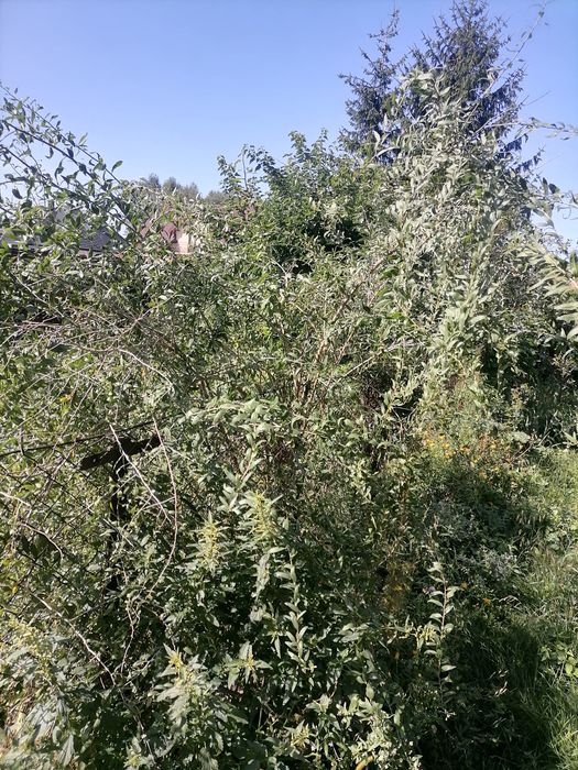 Jagoda chia czerwona