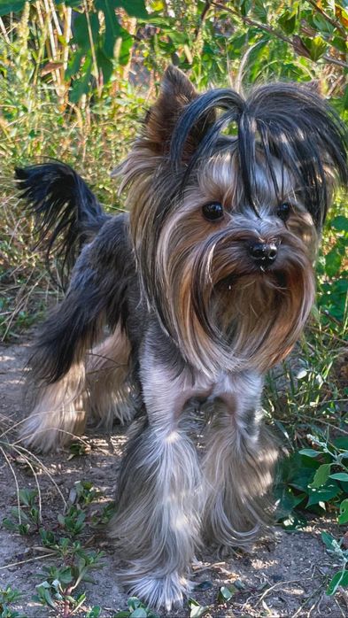 Йорк приглашает невест на вязку