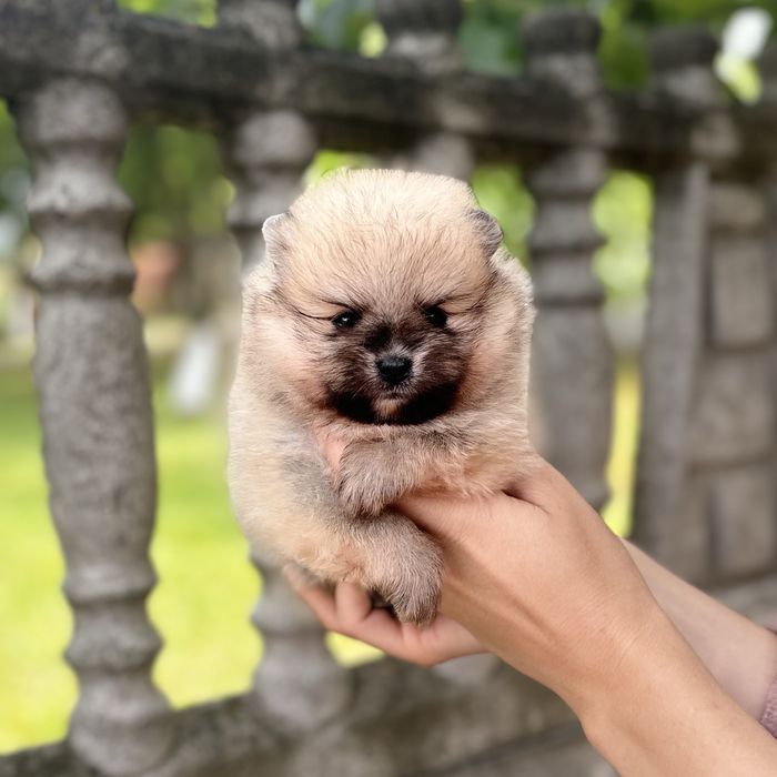 ляльковий ведмедик шоу классу
