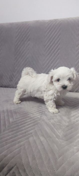 Sprzedam maltańczyka