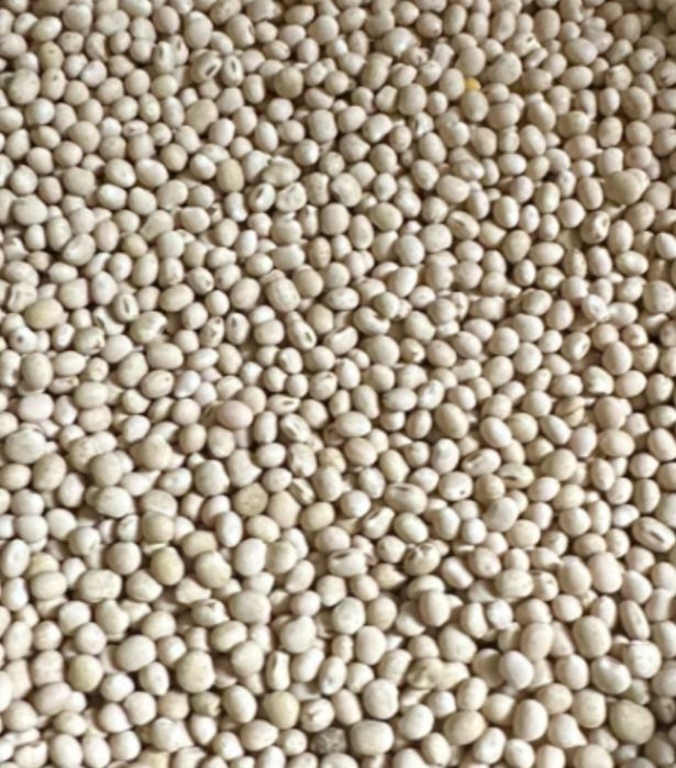 Sprzedam Lubin biały wąskolistny zbiór 2025 rok, 200 kilo