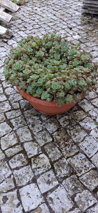 Suculentas  arranjo em vaso