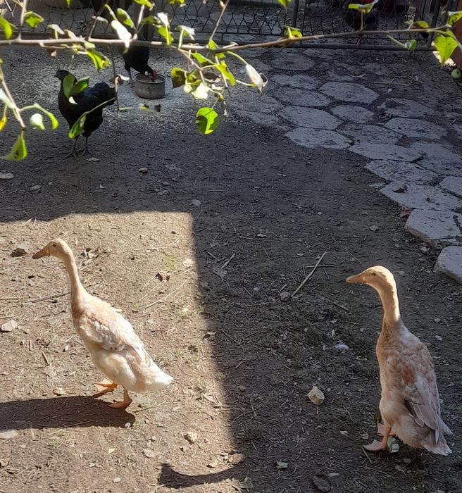 Kaczka biegusa Indyjskiego / samica