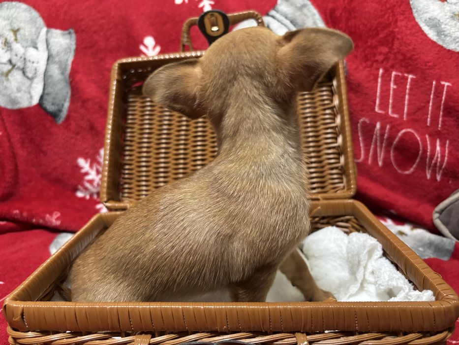 Прекрасні Чіхуахуа