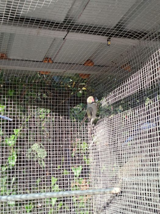 Vendo ou troco lote de  Ring Necks