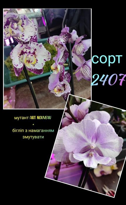 Фласка, орхідеї,дітки 2024 року посіву