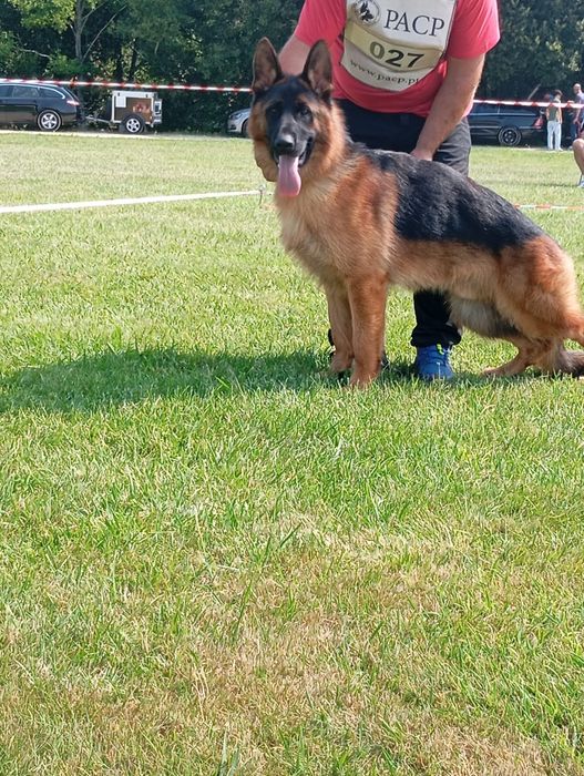Cachorro Pastor Alemão.