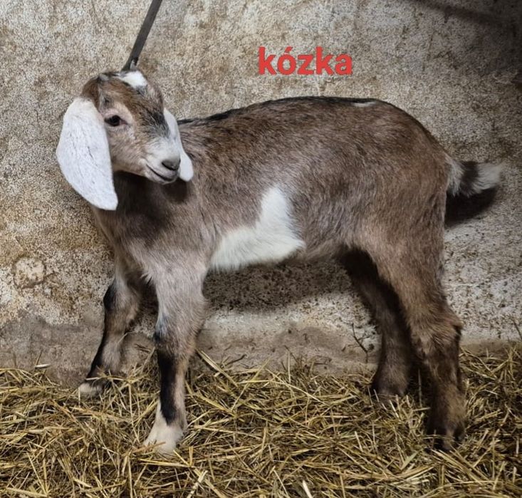 Kozy kózki koziołki anglonubijskie