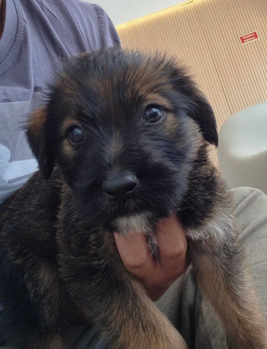 Cães bebés de machos de porte médio/grande