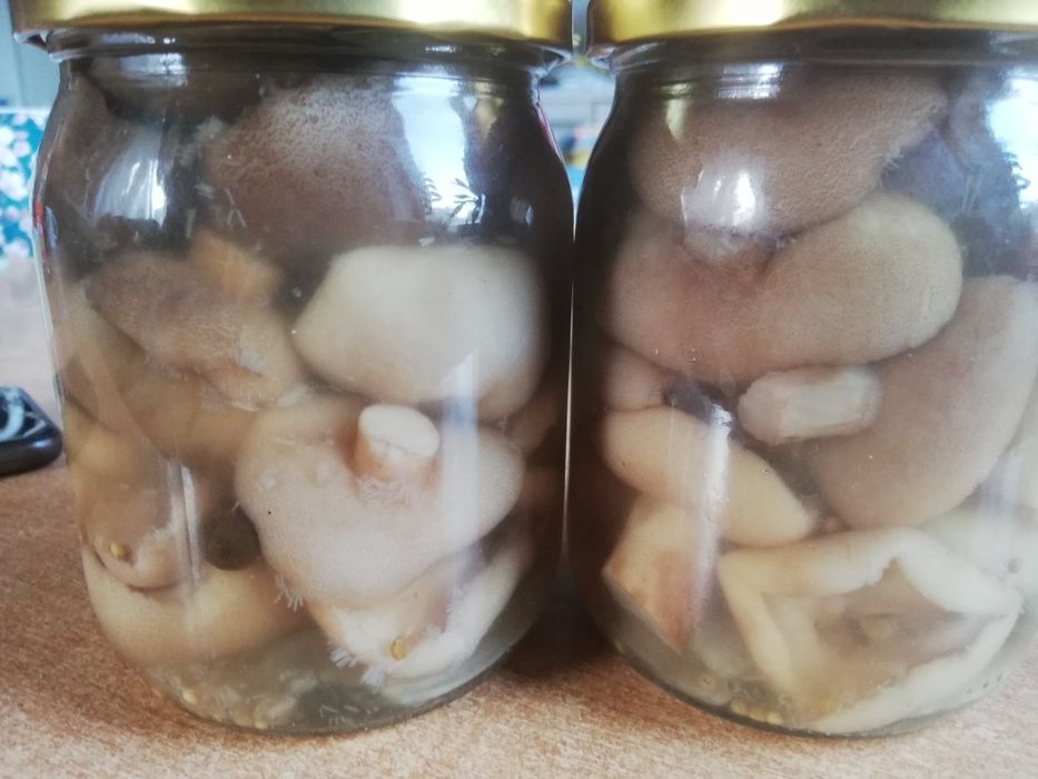 Czosnek zimowy Harnaś do sadzenia i jedzenia