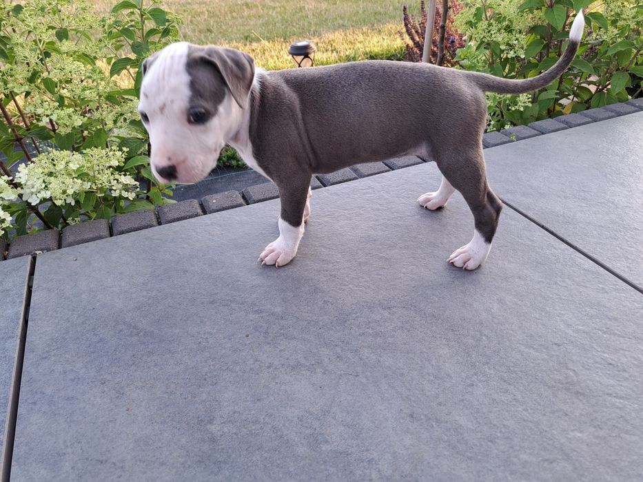 Amstaff   suczka